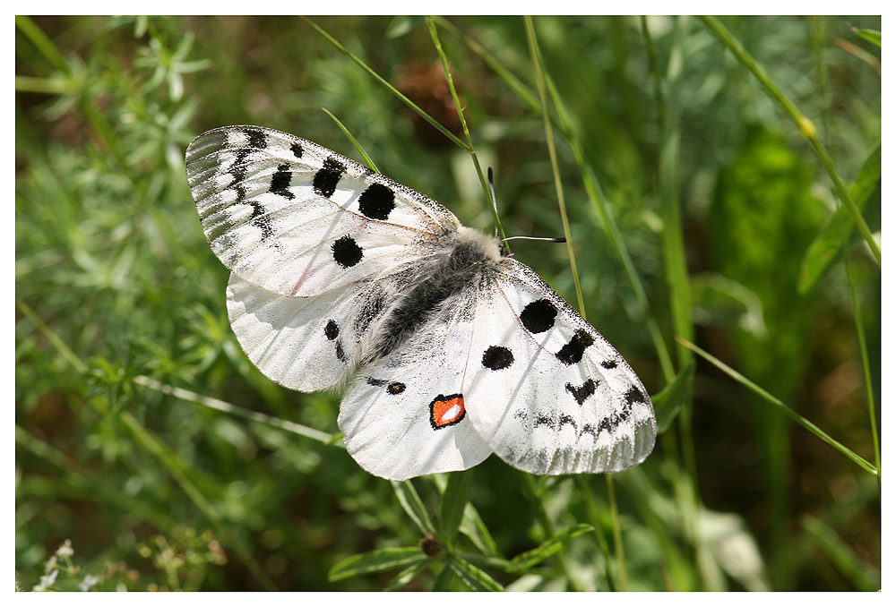 Parnassius apollo