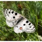 Parnassius apollo