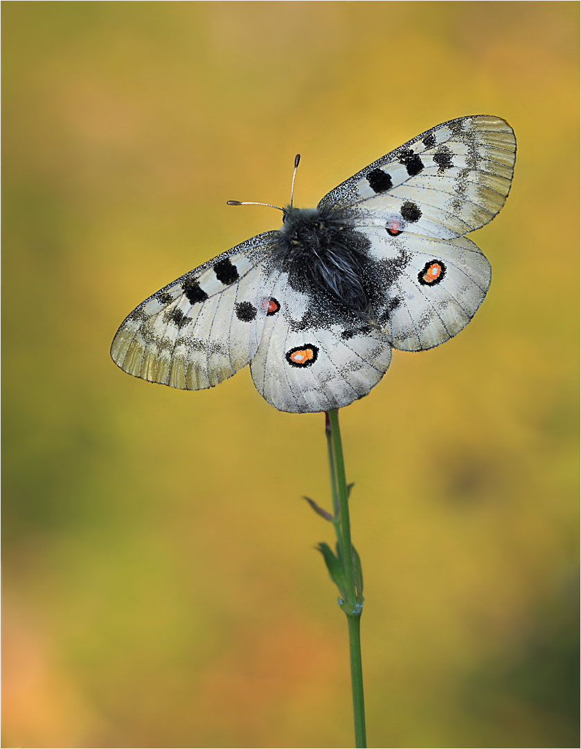 Parnassius apollo