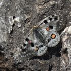 Parnassius apollo