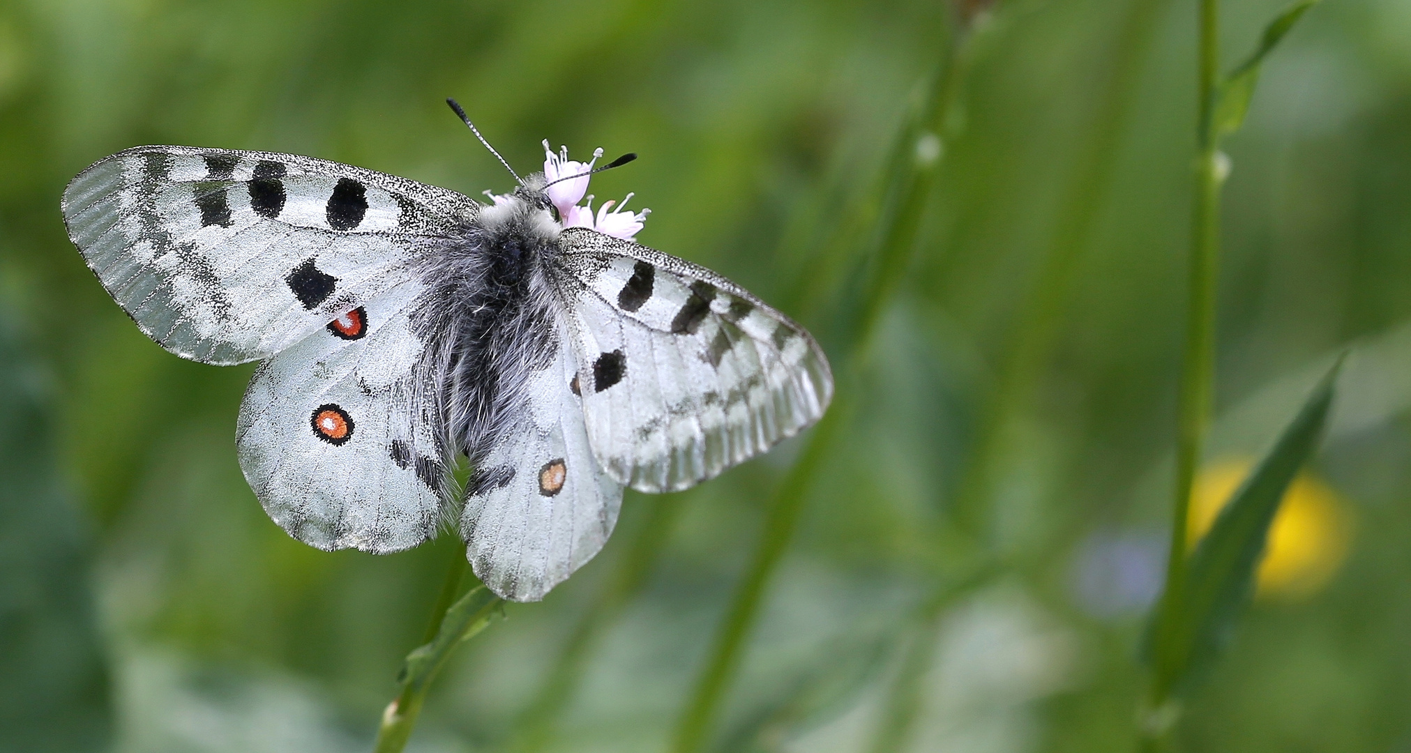 Parnassius apollo