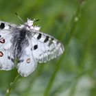 Parnassius apollo