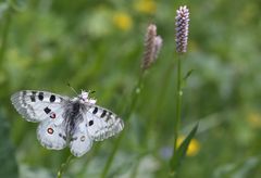 Parnassius apollo