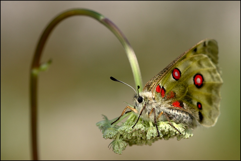 Parnassius apollo