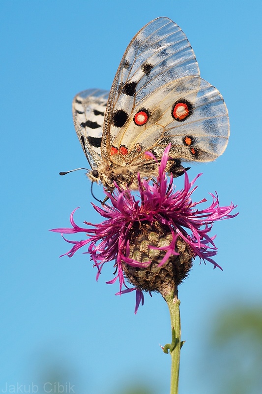 Parnassius apollo