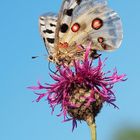 Parnassius apollo