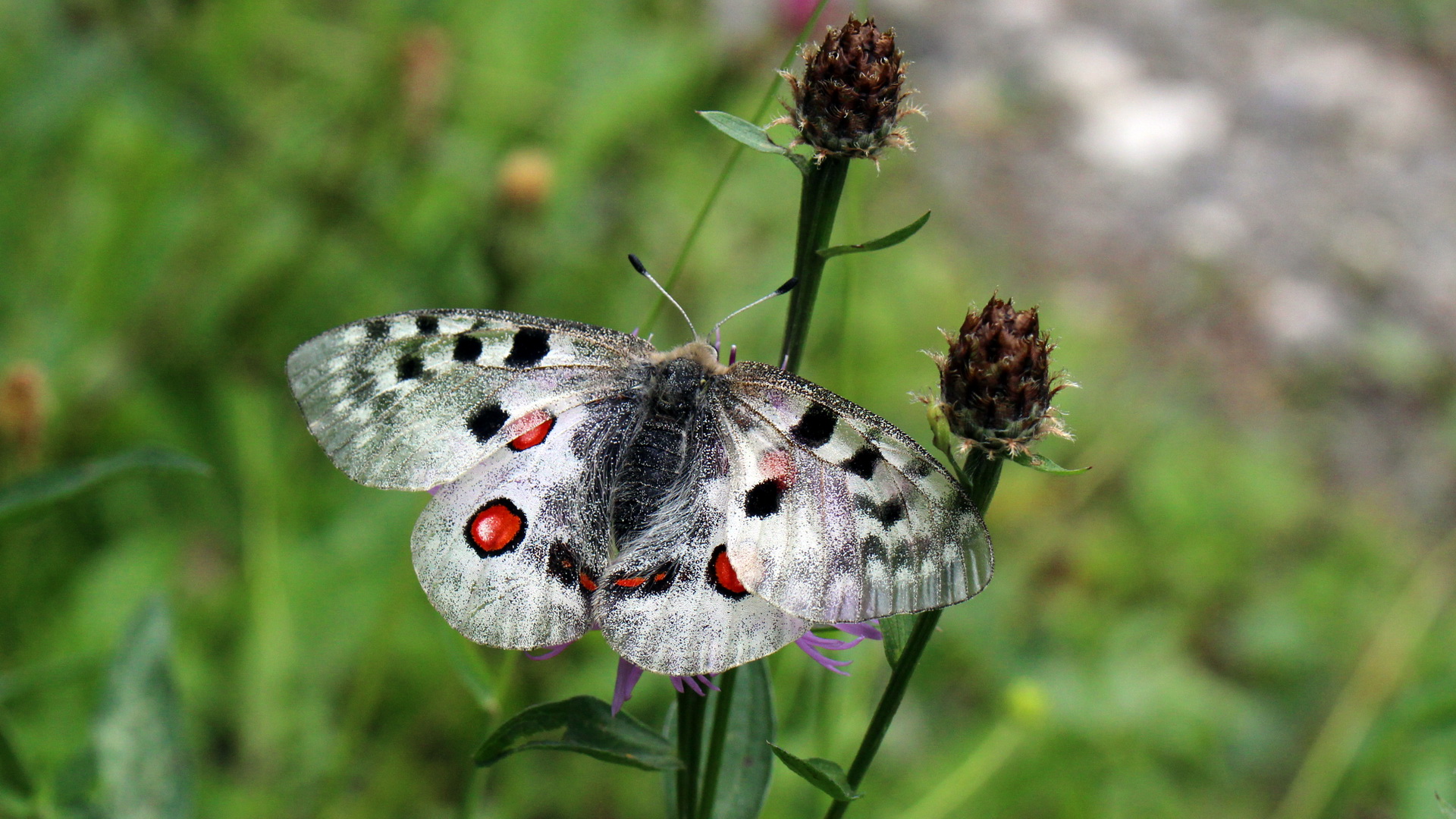 Parnassius apollo