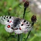 Parnassius apollo