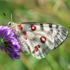 Parnassius apollo