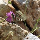 Parnassius apollo