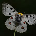 Parnassius apollo