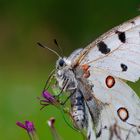 Parnassius apollo