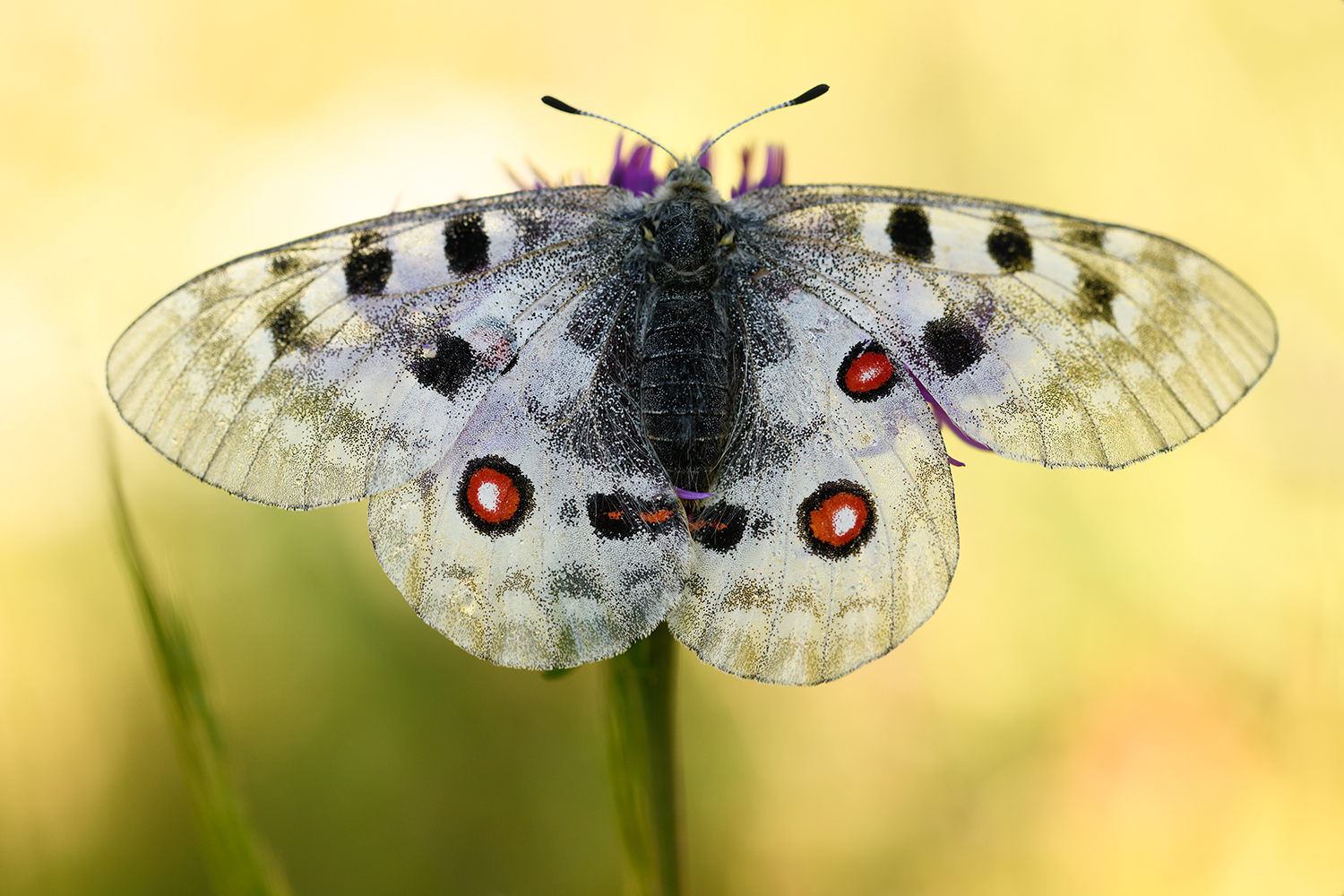 Parnassius apollo... ein Portrait