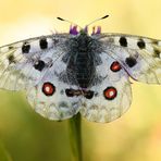 Parnassius apollo... ein Portrait