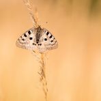 Parnassius apollo