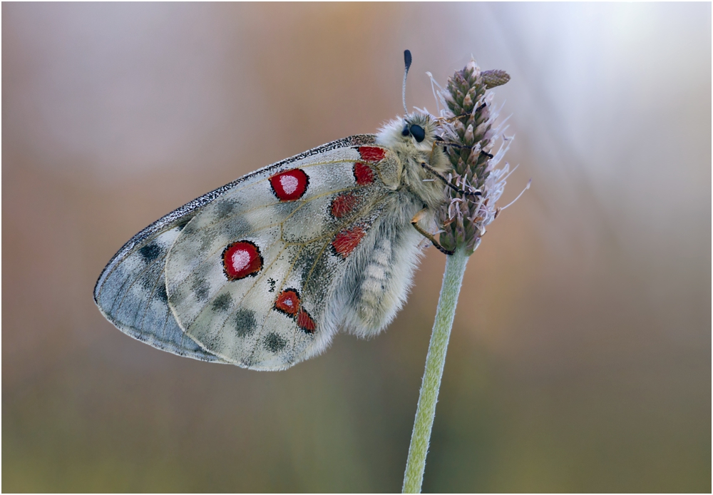 Parnassius apollo