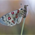 Parnassius apollo