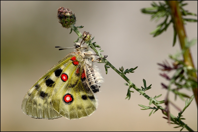 Parnassius apollo II