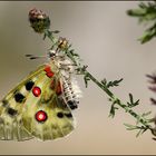 Parnassius apollo II