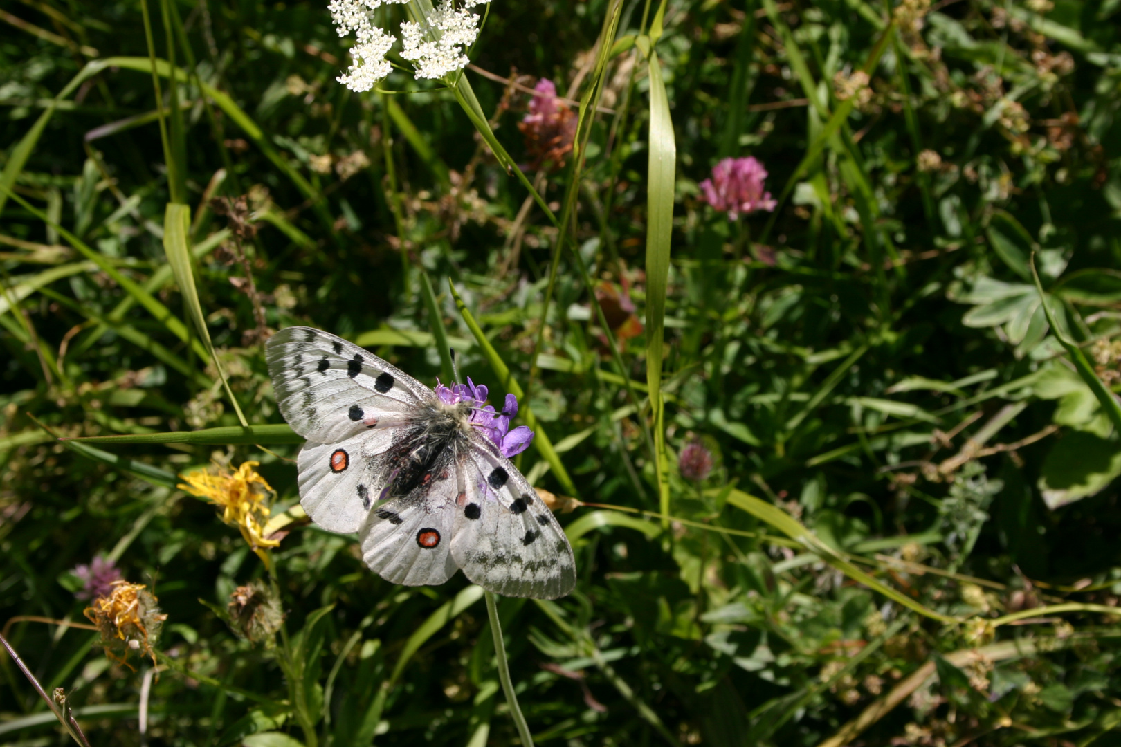 Parnassius apollo (Linnaeus, 1758)