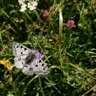 Parnassius apollo (Linnaeus, 1758)