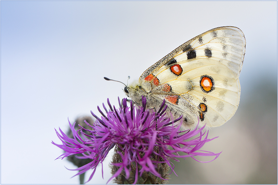 Parnassius apollo melliculus