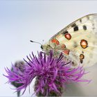 Parnassius apollo melliculus