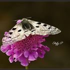 Parnassius apollo (reloaded)