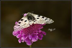 Parnassius apollo (reloaded)