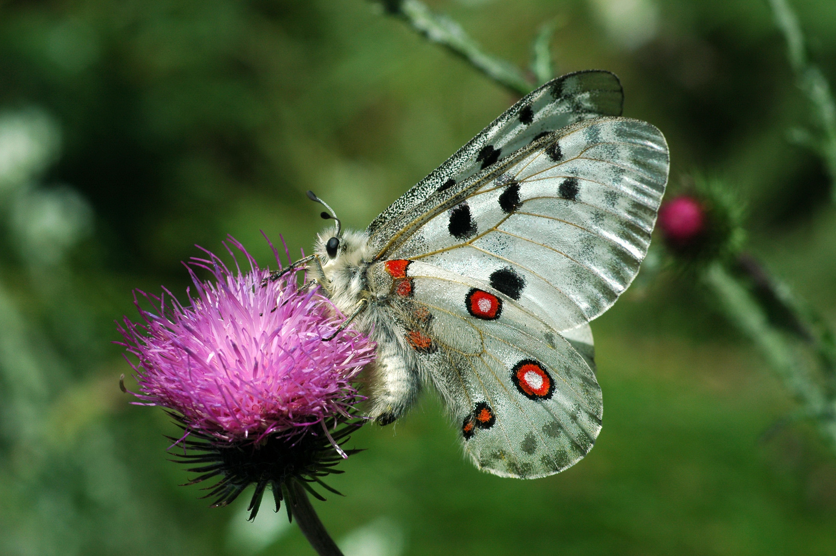 Parnassius apollo ssp. rhodopensis (male)