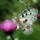 Parnassius apollo ssp. rhodopensis (male)