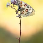 Parnassius apollo vinningensis