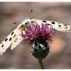 Parnassius apollo vinningensis