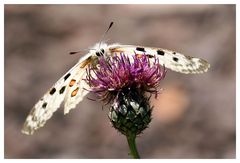 Parnassius apollo vinningensis