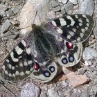 Parnassius augustus ssp. dominikae