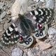 Parnassius&Corydalis