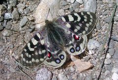 Parnassius augustus ssp. dominikae