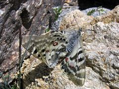 Parnassius charltonius in copule