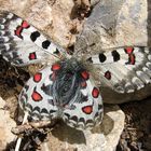 Parnassius epaphus