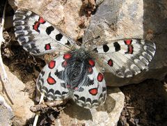 Parnassius epaphus