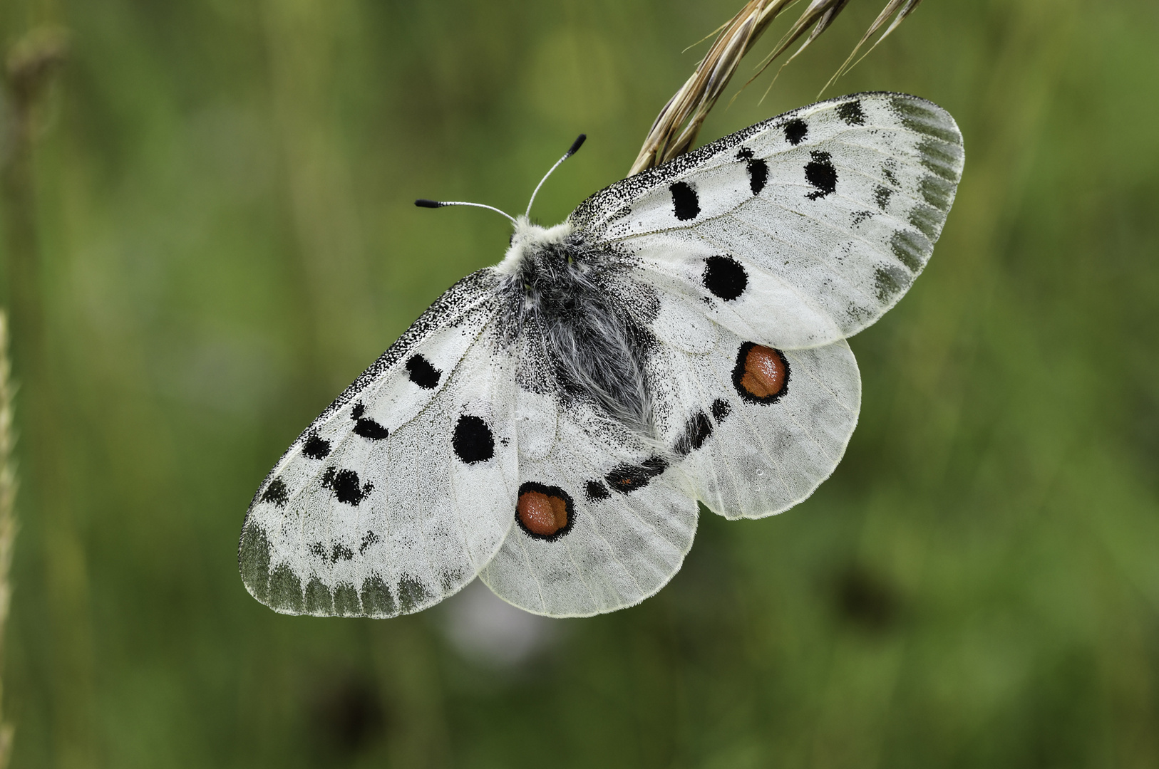 Parnassius melliculus lithographicus...