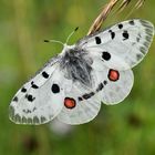 Parnassius melliculus lithographicus...