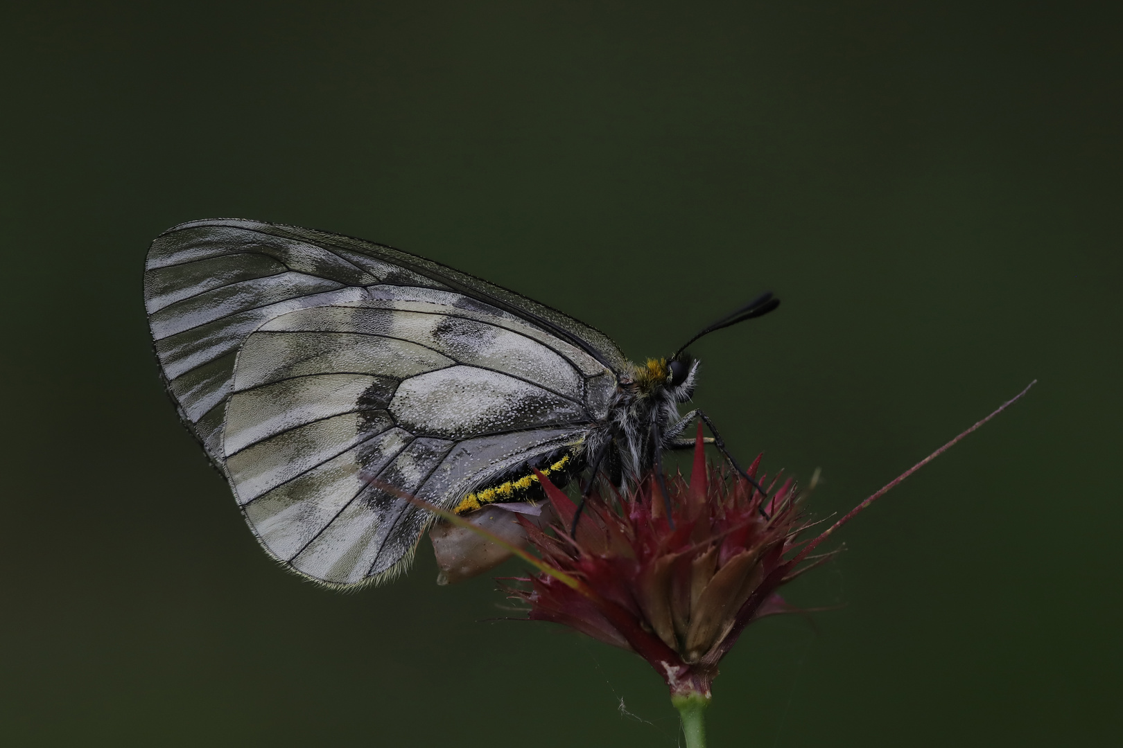 Parnassius mnemosyne , Clouded Apollo