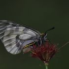 Parnassius mnemosyne , Clouded Apollo