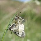 Parnassius mnemosyne copula 1