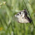 Parnassius mnemosyne copula 2