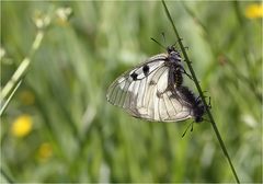 Parnassius mnemosyne copula 2