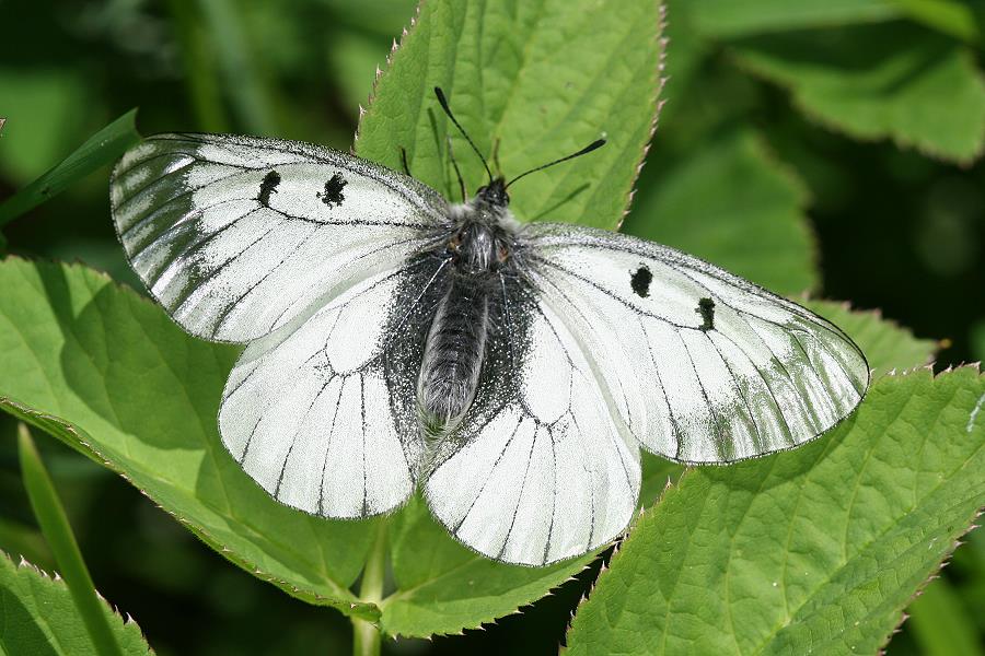 Parnassius mnemosyne - der Schwarze Apollo