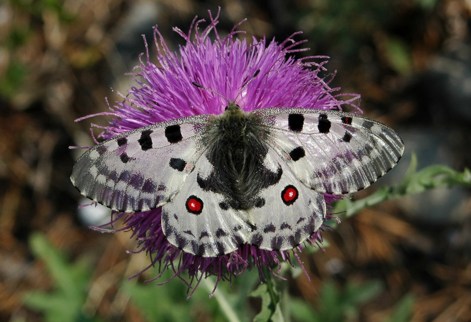 Parnassius nomion ssp. nominulus