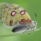 Parnassius phoebus